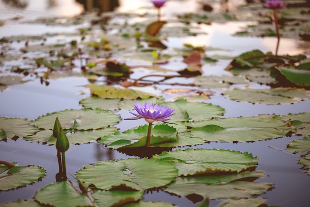 Foto bellissimo loto viola