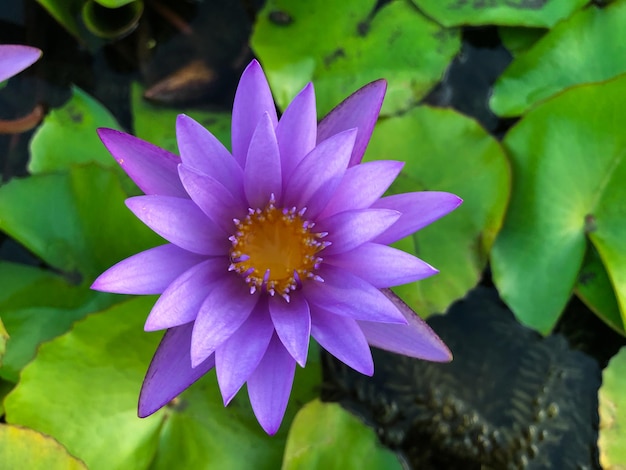 Photo beautiful purple lotus