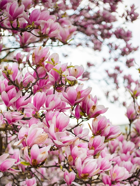 Bellissimi fiori di magnolia viola nella stagione primaverile sull'albero di magnolia. fioritura rosa.