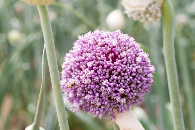 Photo beautiful purple onion flowers in a field the beauty of nature spring in nature