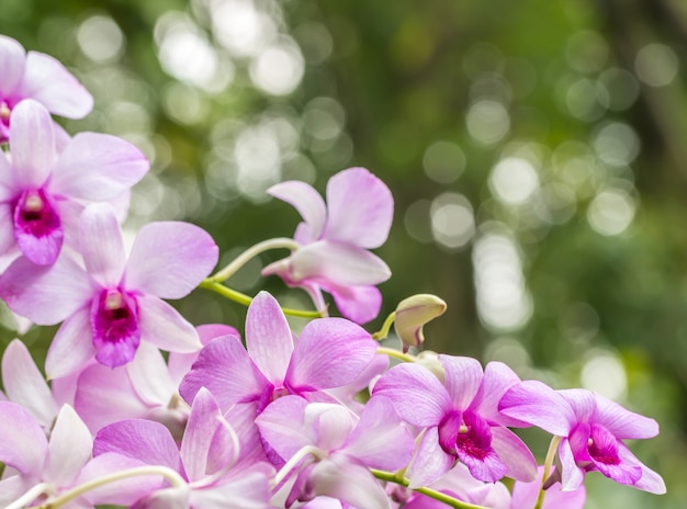 아름다운 자주색 난초, Dendrobium.