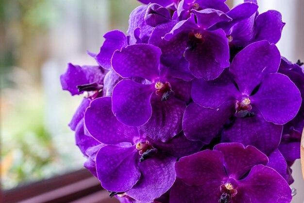 Beautiful Purple orchid flower treePurple orchidMacro of beautiful orchid