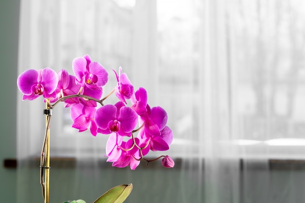 Beautiful purple  Orchid flowers on a branch hanging in the air