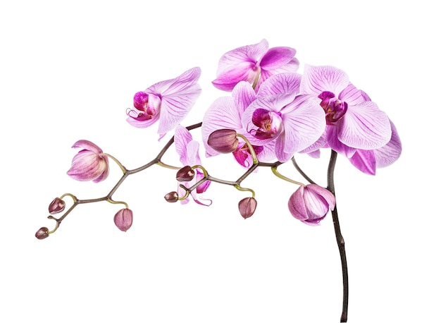 白い背景に分離された美しい紫色の蘭の花クリッピングパスが含まれています