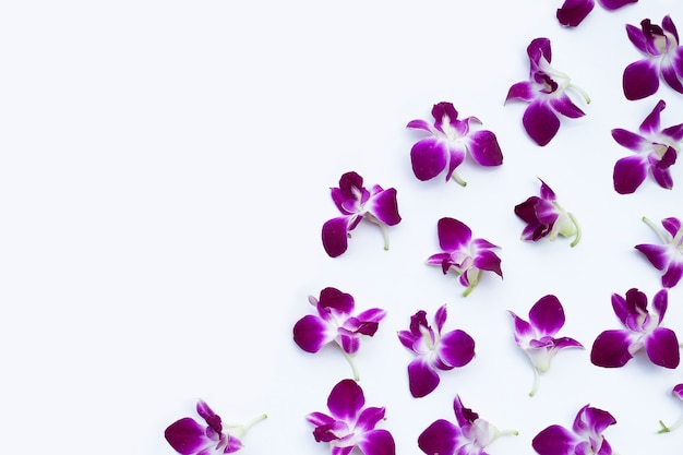 Beautiful purple orchid flowers on white background.