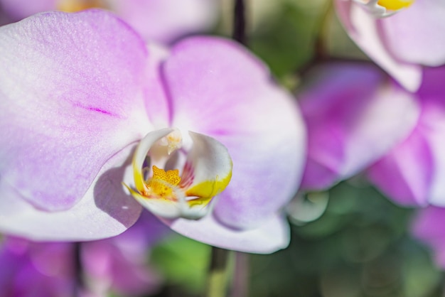 Beautiful purple orchid phalaenopsis. Nature concept for design. Place for your text, copy space