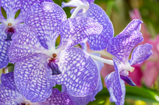 Beautiful purple orchid, Vanda