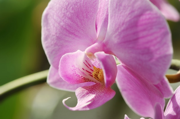 Beautiful Purple orchid 