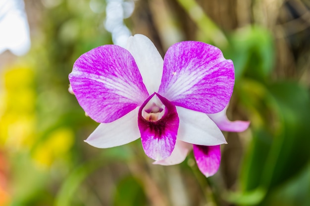 Beautiful purple orchid 