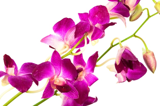 Photo beautiful purple orchid