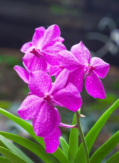 Beautiful Purple Orchid