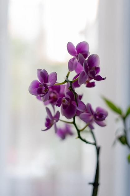 Beautiful purple orchids. Magenta orchid selective focus