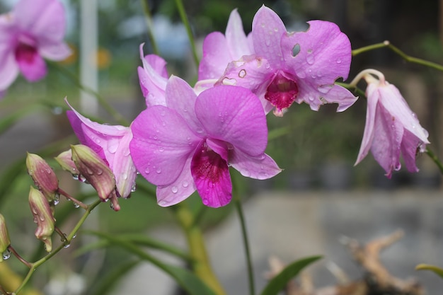 Beautiful purple orchids