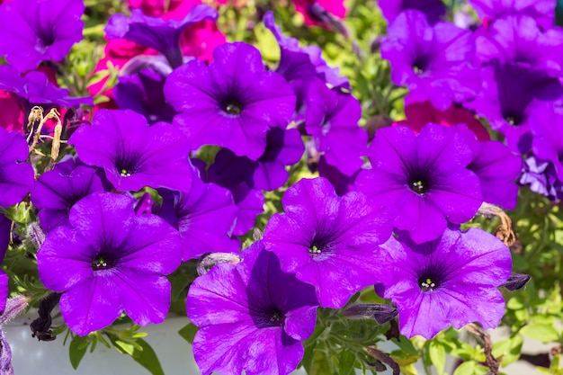 Beautiful purple petunia