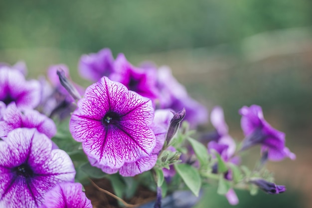 写真 庭のソフト フォーカスで美しい紫のペチュニア ペチュニア ハイブリダ