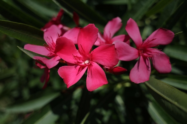 Beautiful purple pink Apocynaceae Nerium Oleander flower in the garden in daylight