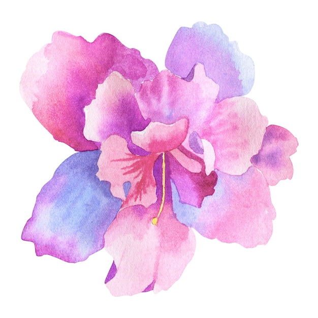 Beautiful purple pink flower. Hand drawn watercolor illustration. Isolated.