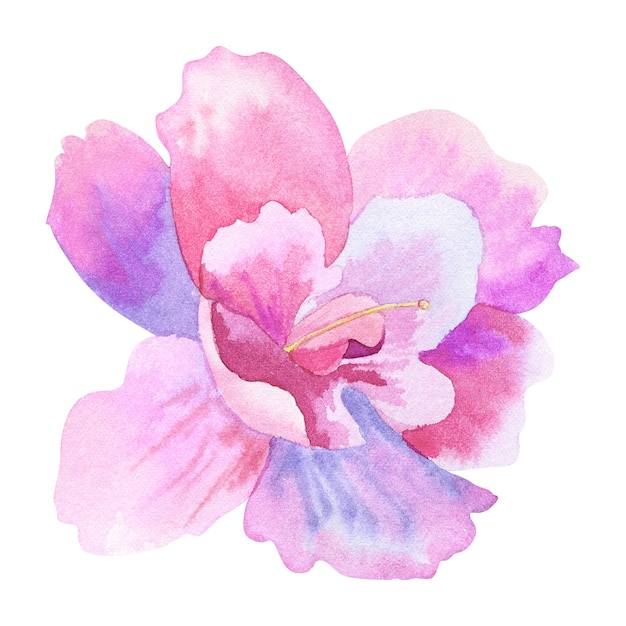 Beautiful purple pink flower. Hand drawn watercolor illustration. Isolated.