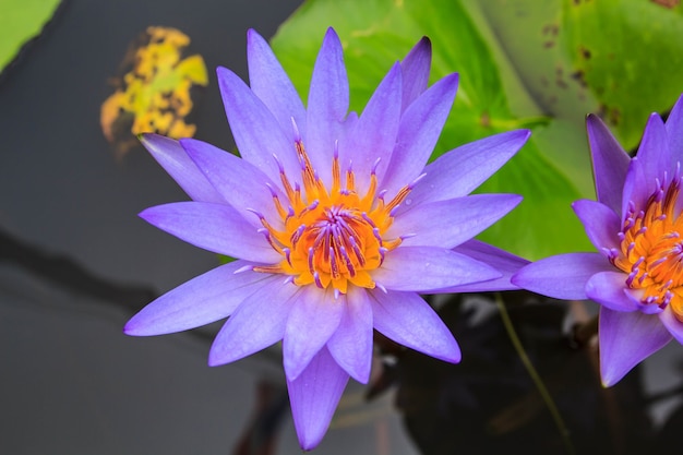 美しい紫色の花粉蓮の花昆虫蜂は湖で花粉と飛ぶ、純粋なピンクの蓮の花緑の葉。