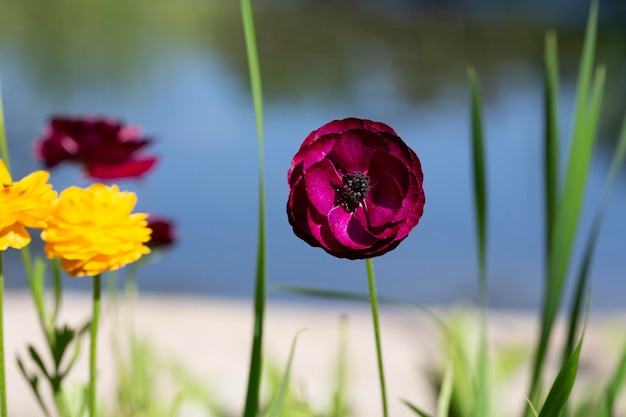 Beautiful purple ranunculus flower in green grass Purple ranunculus on a green background with sun glare and copy space