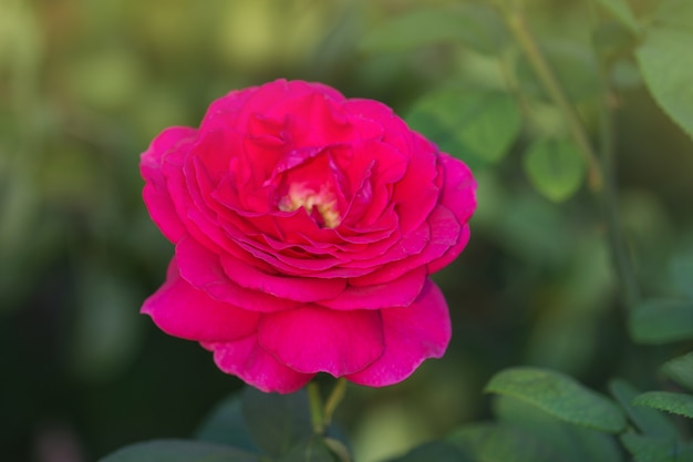 Bella rosa viola. grandi rose viola in giardino