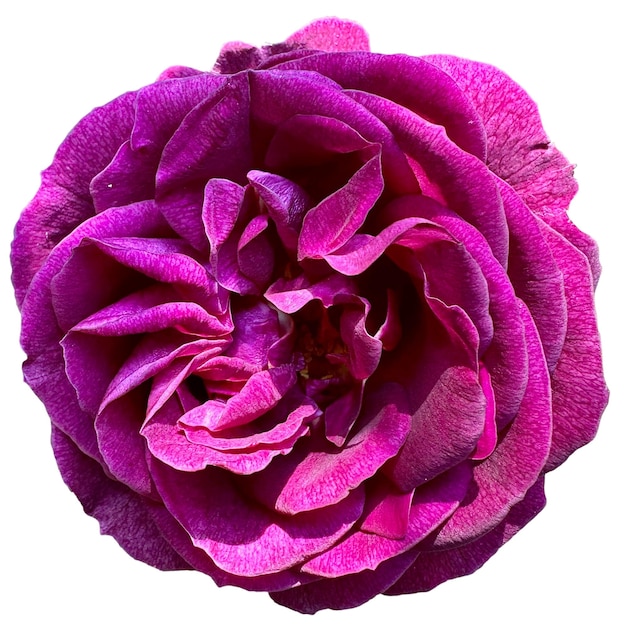 Beautiful purple rose