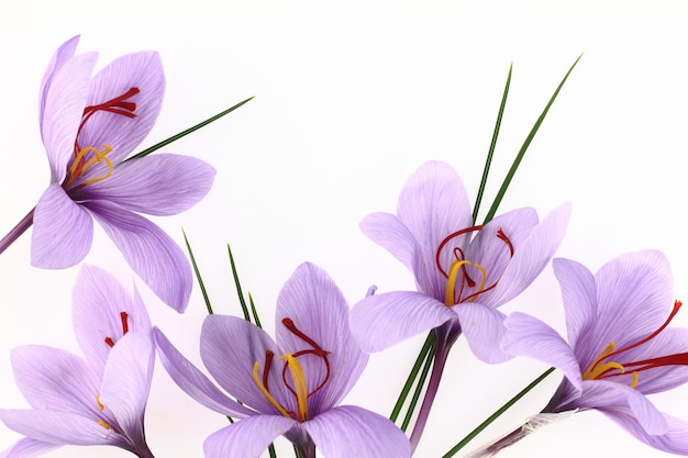 Beautiful purple Saffron Crocus flowers