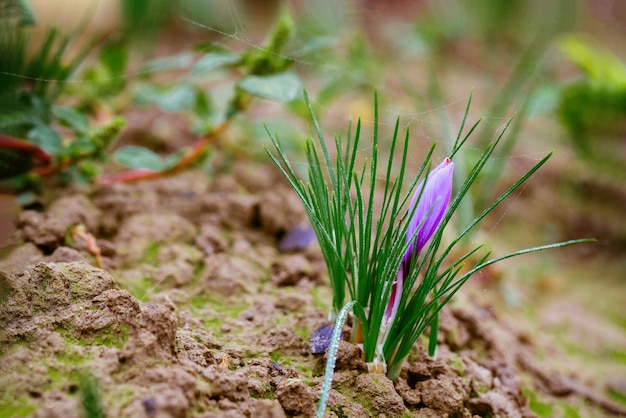 Beautiful purple saffron flowers in a field