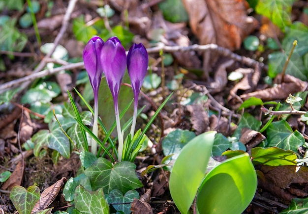 녹색 봄 정원 꽃에 아름 다운 보라색 snowdrops