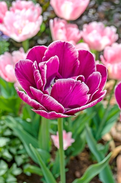 美しい紫色の春の花のクローズアップショット