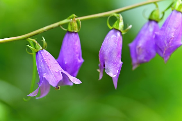 写真 カラフルな自然の背景を持つ美しい紫色の春の花草の中の春