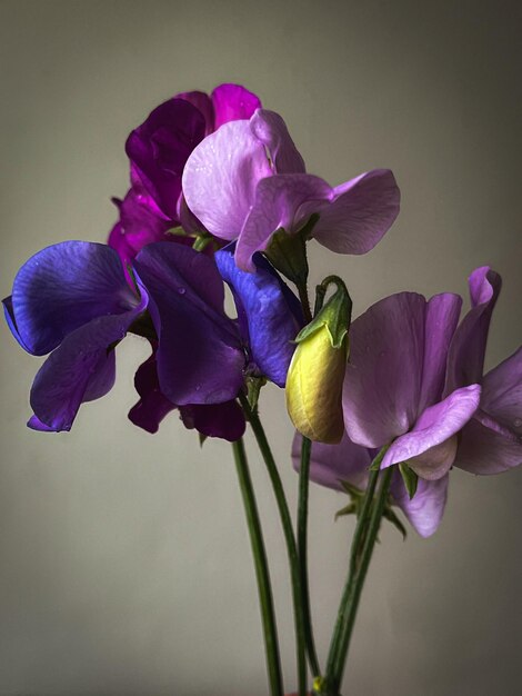 Beautiful purple sweet pea stem on moody grey background Stylish flower still life artistic composition Floral vertical wallpaper Lathyrus