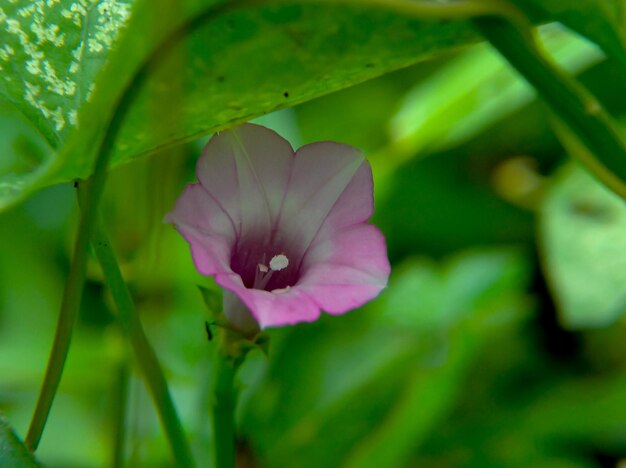 Foto bellissimo fiore di tromba viola o fiore di gloria mattutina bianca