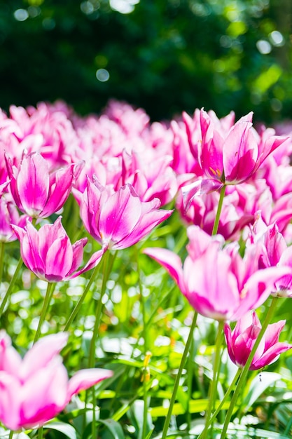 Foto bellissimo sfondo di primavera tulipano viola tulip banner o intestazione fiori primaverili che sbocciano sotto il sole all'esterno