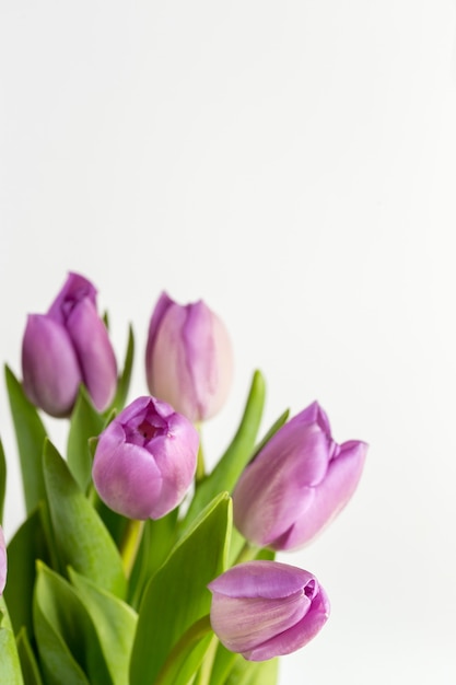 Beautiful purple tulips on a white background