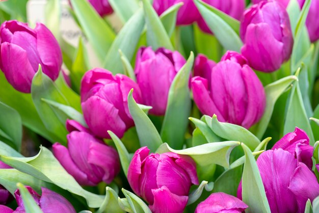 Beautiful purple tulips.