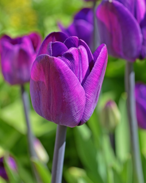 Beautiful purple tulips