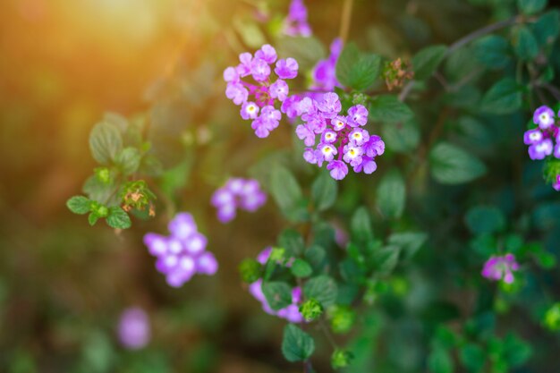 美しい紫色のVerbena bonariensis