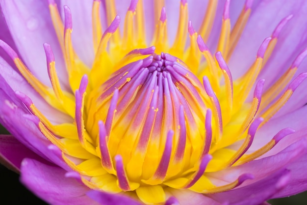 beautiful purple water lily bloom in the pond , lotus