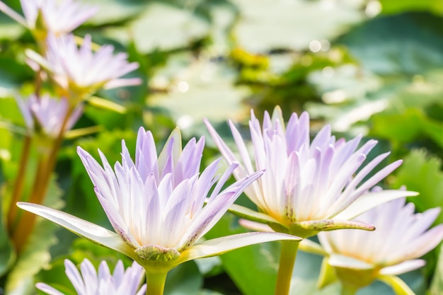 Beautiful purple water lily or lotus flower.