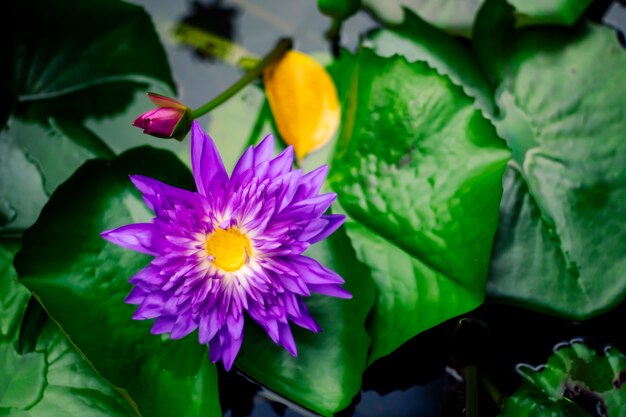 Красивая фиолетовая кувшинка или цветок лотоса в пруду на темно-зеленом фоне