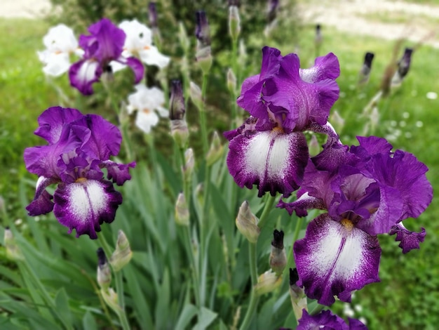 Beautiful purple and white irises bloom in the flower bed Several brightly colored flowers Curled delicate speckled petals Green foliage in the background