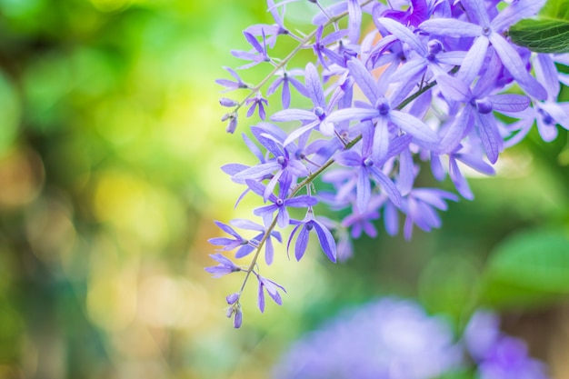 Beautiful purple wreath vine (Petrea Volubilis) or queen's wreath vine flower