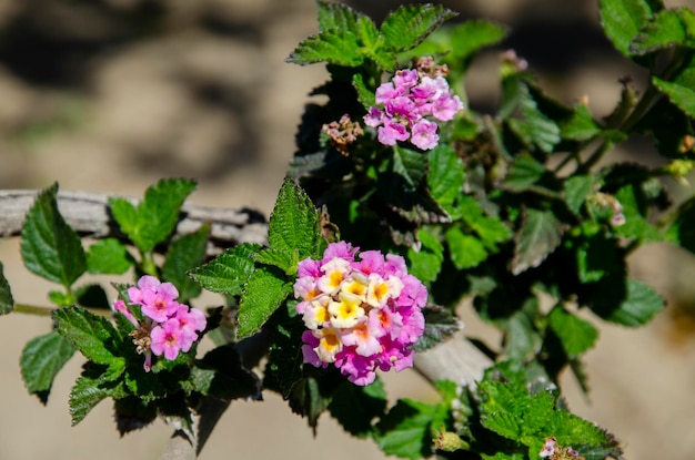 Foto bellissimi fiori viola e gialli