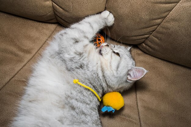 Beautiful pussy playing with toys on a brown sofa