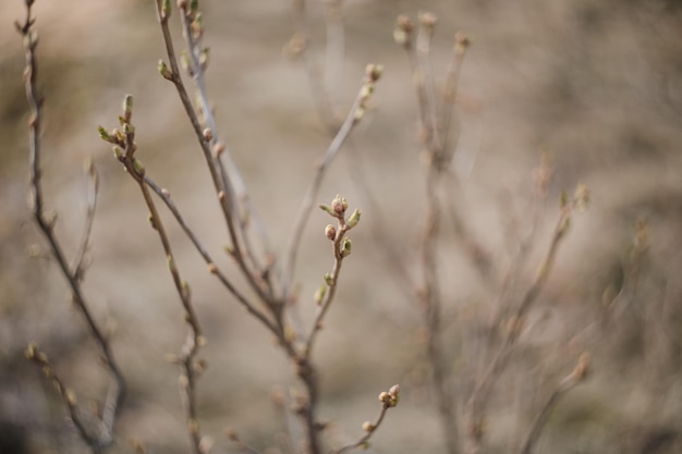 Beautiful pussy willow flowers branches Early spring beautiful flowers Pussy willow spring time background Amazing elegant artistic image nature in spring Copy space