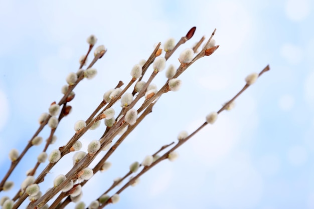 Beautiful pussywillow twigs close up