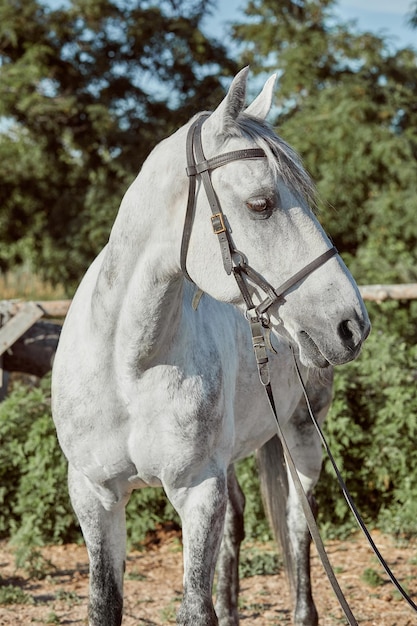 Beautiful, quiet, white horse waits in paddock. Animals on the ranch.