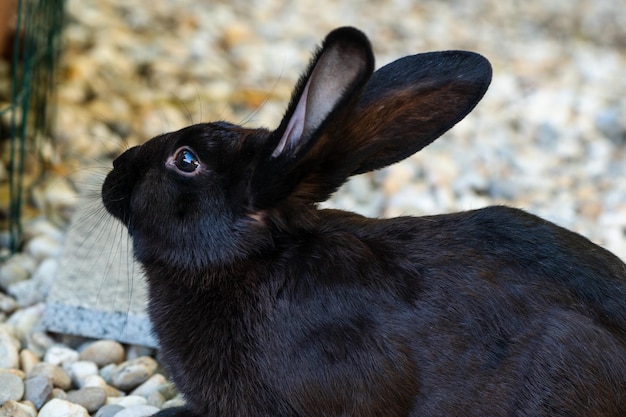 Beautiful rabbit - mini lop is sitting outside in the aviary