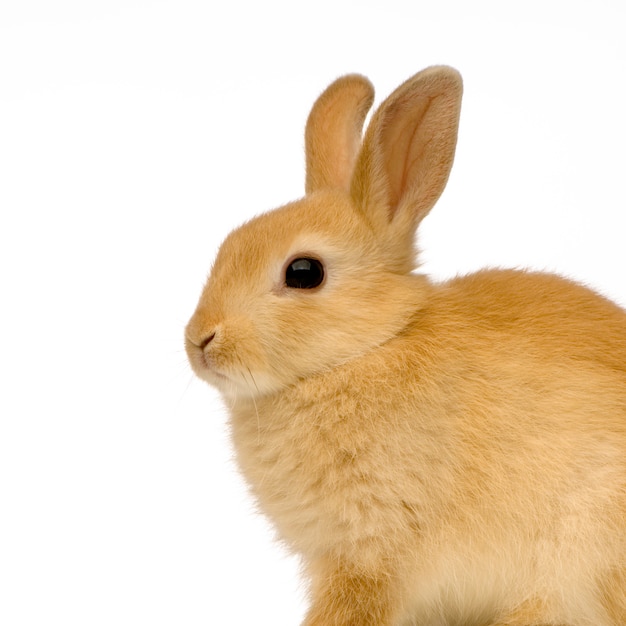 Beautiful rabbit portrait isolated